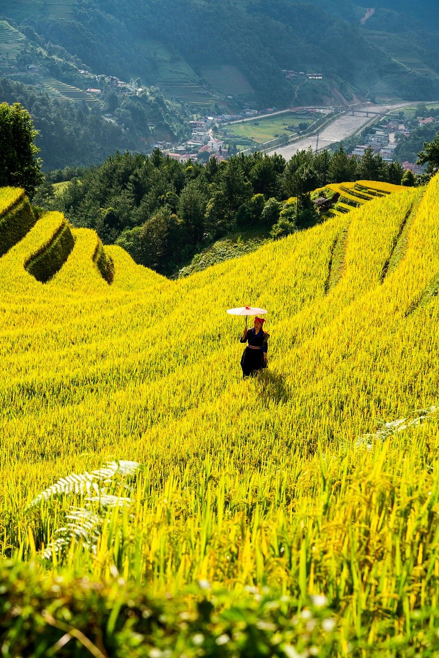 mountains, plateau, step, field, people, nature, rice, countryside, outdoors, agriculture