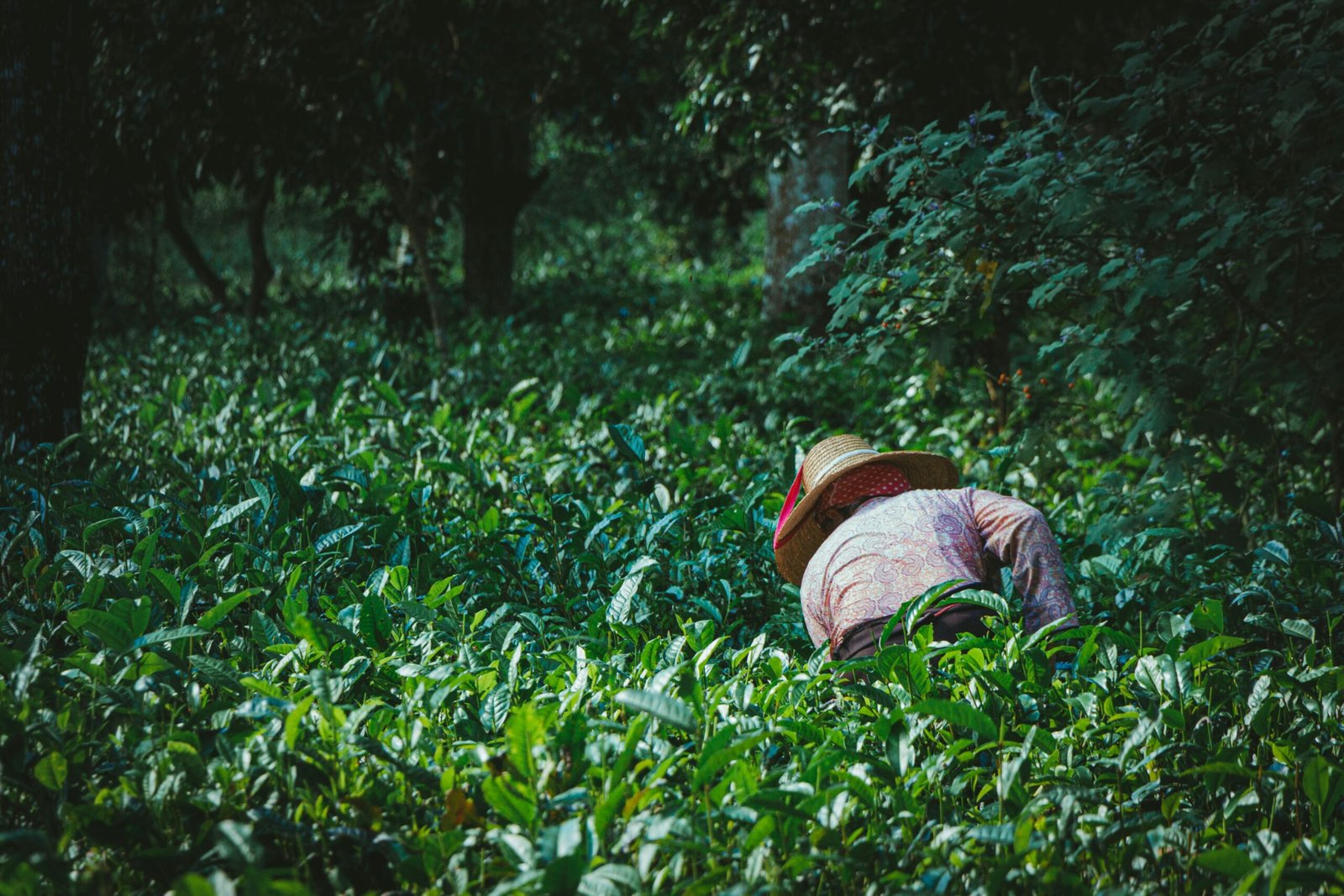 A person in a straw hat picking tea leaves in a lush green tea plantation field.